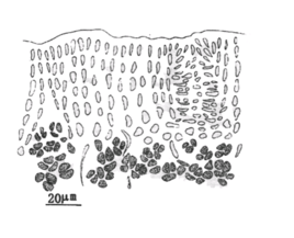 熊猫体育公司